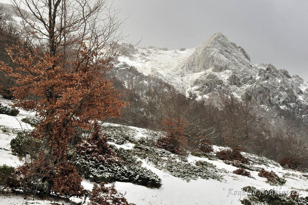 Bosque de Canseco en el río Torío
